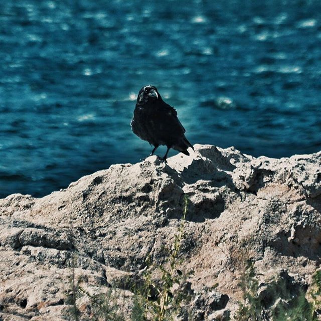 one animal, animal themes, animals in the wild, rock - object, bird, wildlife, focus on foreground, rock, nature, water, full length, perching, rock formation, beauty in nature, sea, tranquility, day, outdoors, side view, blue