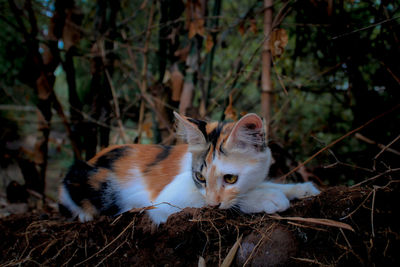 Cat in a forest
