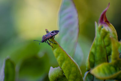 Close-up of butterfly pollinating on flower