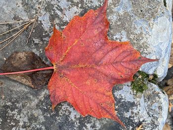 leaf