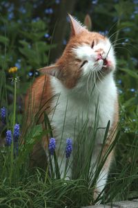 Close-up of cat on flower plant