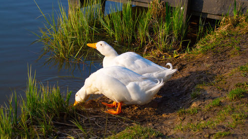 Close-up low level view of aylesbury pekin peking american domestic duck ducks standing on bank