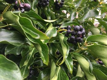 Close-up of berries growing on plant