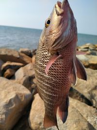 Close-up of lizard on rock at beach