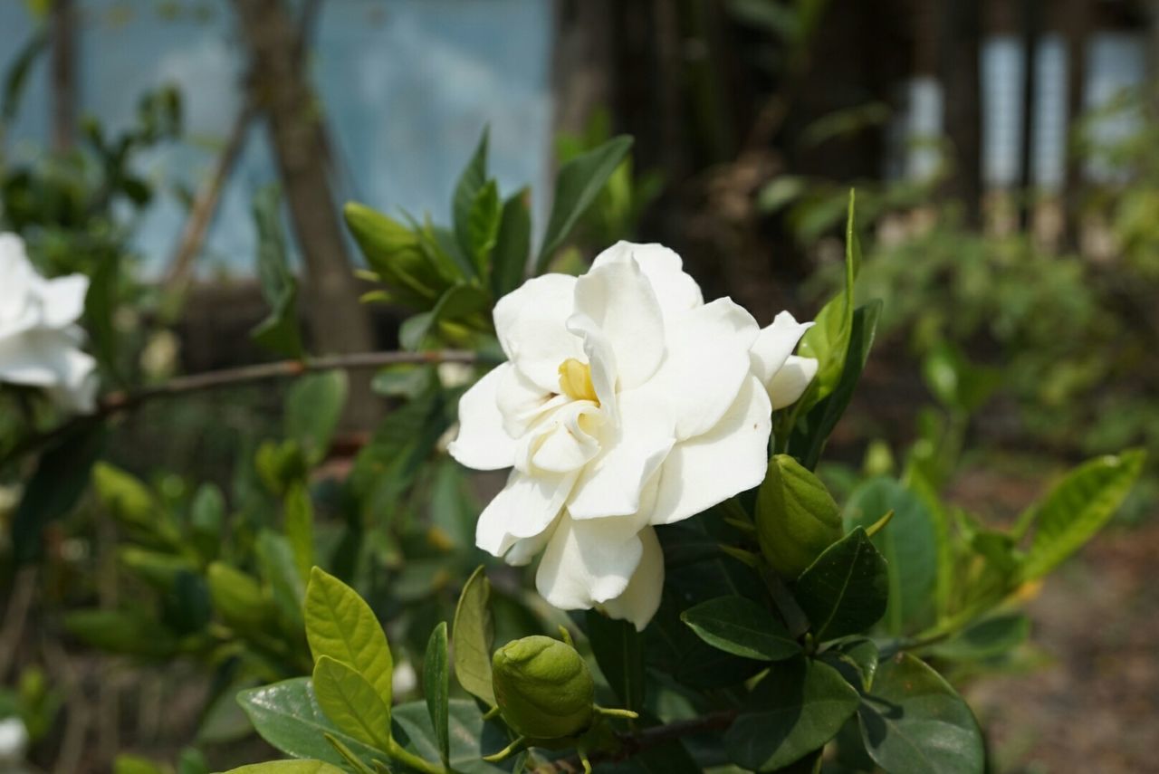 flower, petal, freshness, fragility, growth, white color, flower head, focus on foreground, beauty in nature, leaf, close-up, plant, blooming, nature, in bloom, single flower, white, stem, blossom, outdoors