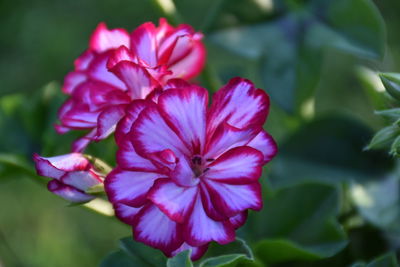 Close-up of pink flower