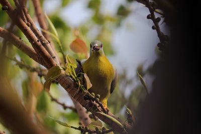 Close-up of bird perching on tree