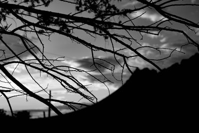 Bare trees against sky at sunset