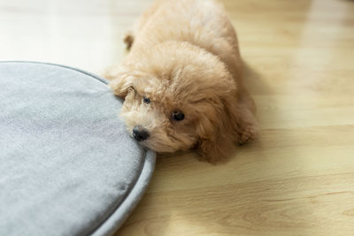 Close-up of cute puppy relaxing on floor at home