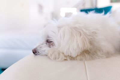 Close-up of a dog lying down