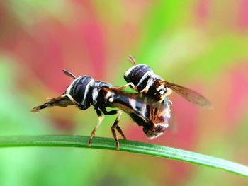 Close-up of insect on plant