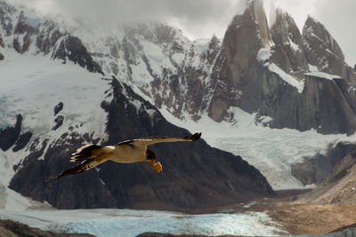 Bird flying against snow covered mountains