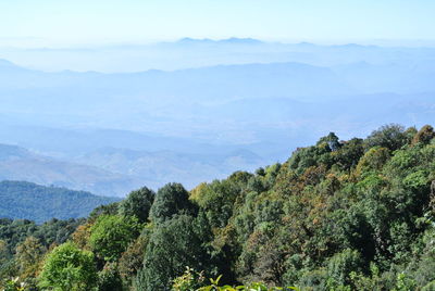 Scenic view of forest against sky