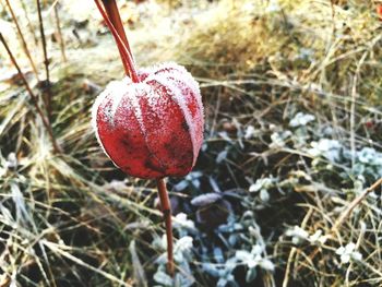 Close-up of strawberry hanging on plant