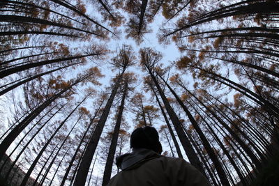 Low angle view of man standing amidst trees against sky