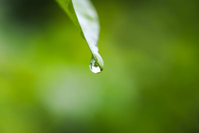 Close-up of water drop on leaf