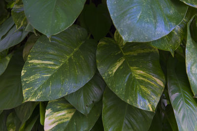 Epipremnum aureum plant
