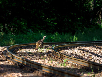 Bird perching on gravel at railroad track