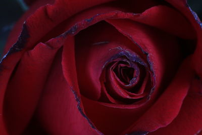 Close-up of red rose