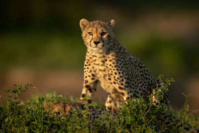 Full length of cheetah on land