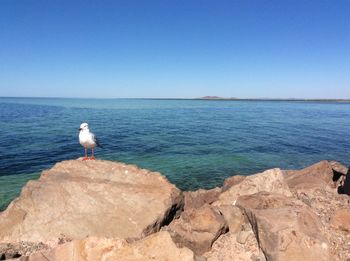 Seagull perching on rock by sea against clear sky