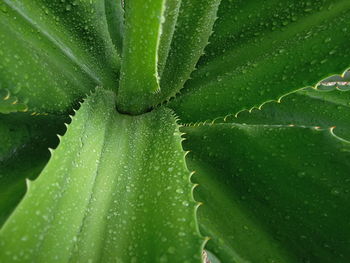 Full frame shot of wet leaf