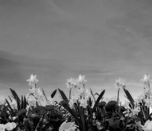 Close-up of white flowering plants against sky