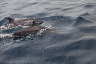 High angle view of dolphins swimming in water