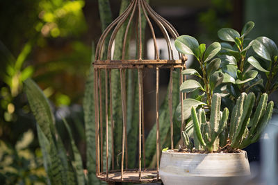 Close-up of a bird cage 