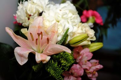 Close-up of pink flowering plant