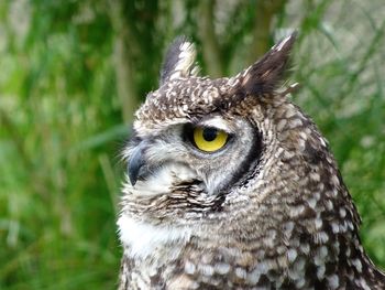 Close-up portrait of owl