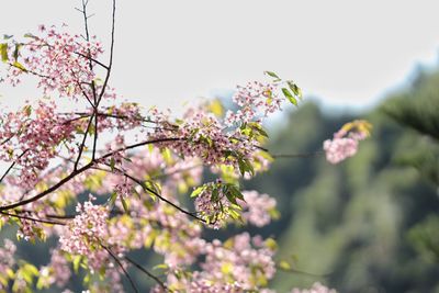 Close-up of pink cherry blossoms in spring