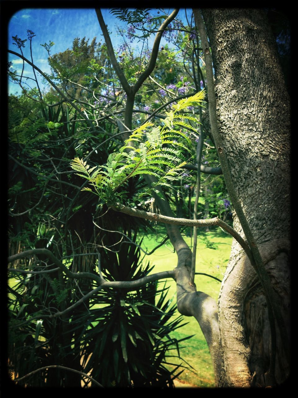 transfer print, tree, auto post production filter, growth, green color, branch, nature, plant, sunlight, low angle view, day, outdoors, leaf, beauty in nature, no people, tree trunk, close-up, tranquility, green, park - man made space