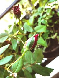 Close-up of rose plant