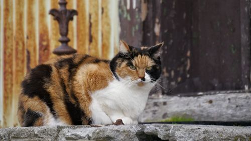 Portrait of a cat looking away