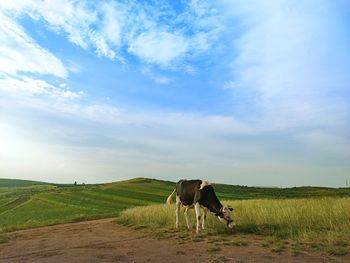 Cow standing in a field