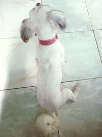 High angle view of dog relaxing on floor at home