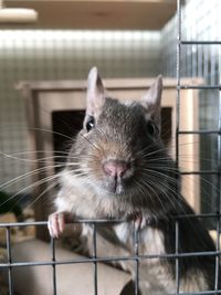 Close-up of pig in cage