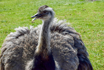 Close-up of a duck