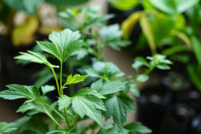 Close-up of fresh green plant