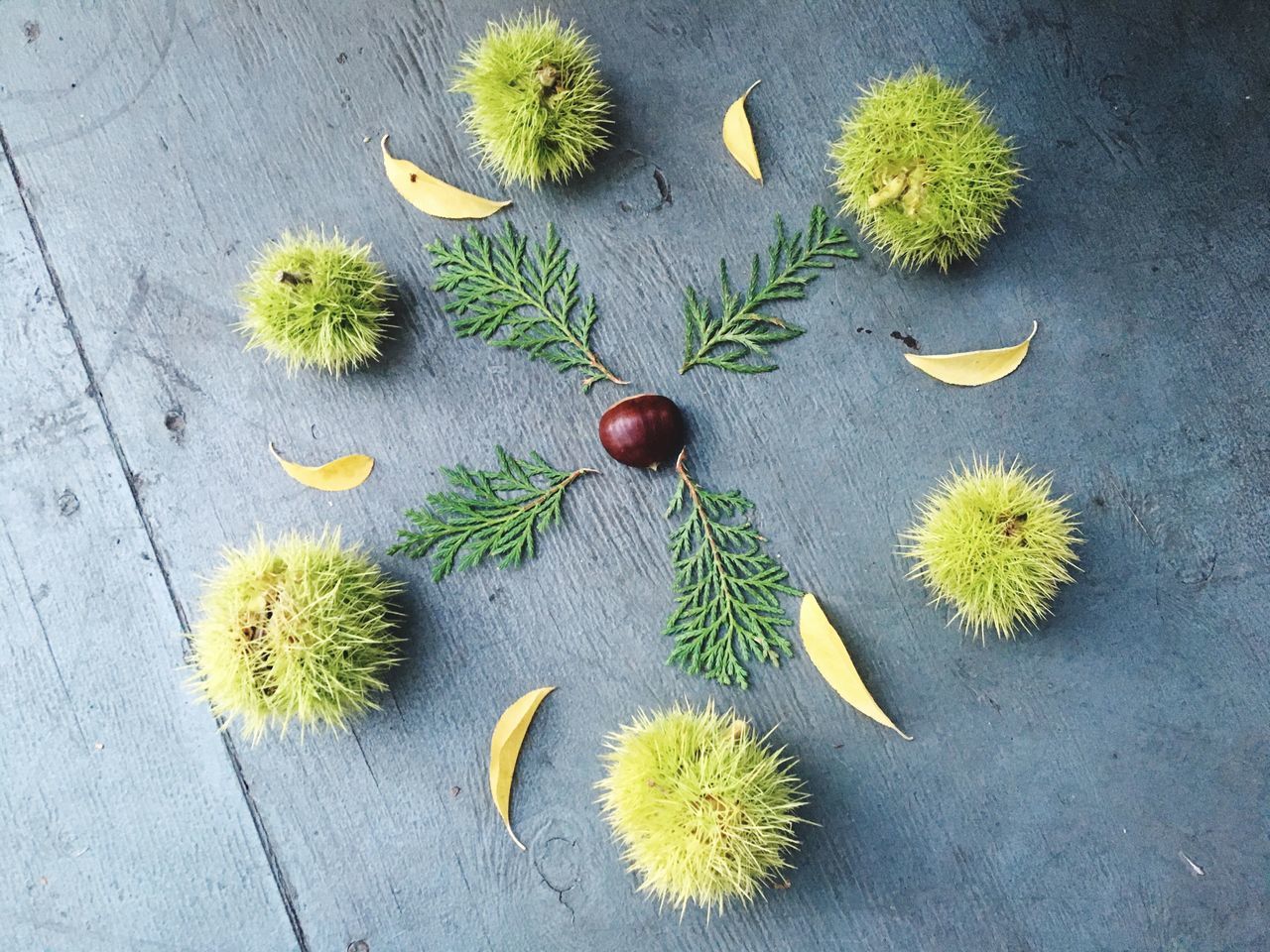 high angle view, directly above, arrangement, ideas, yellow, flower, group of objects, creativity, fragility, nature, no people, large group of objects, medium group of objects, dried plant