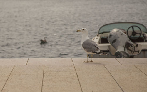 Seagull perching on footpath by sea