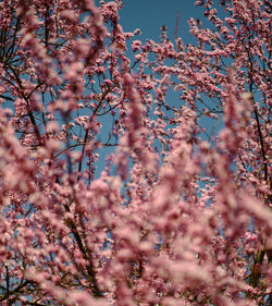 Close-up of cherry blossom against sky