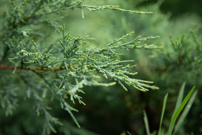 plant