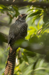 Close-up of bird perching on plant