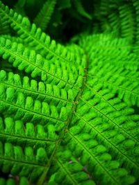 Full frame shot of fern