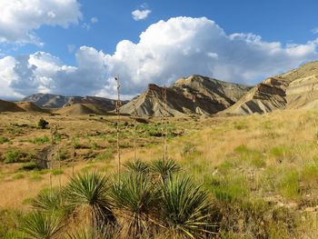 Scenic view of cactus plants growing on landscape during sunny day