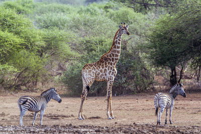 Zebras and giraffe standing on field