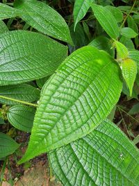 Close-up of leaves