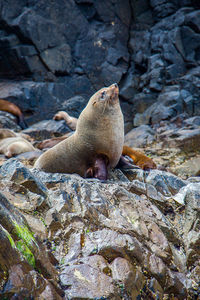 High angle view of sea lion on rock